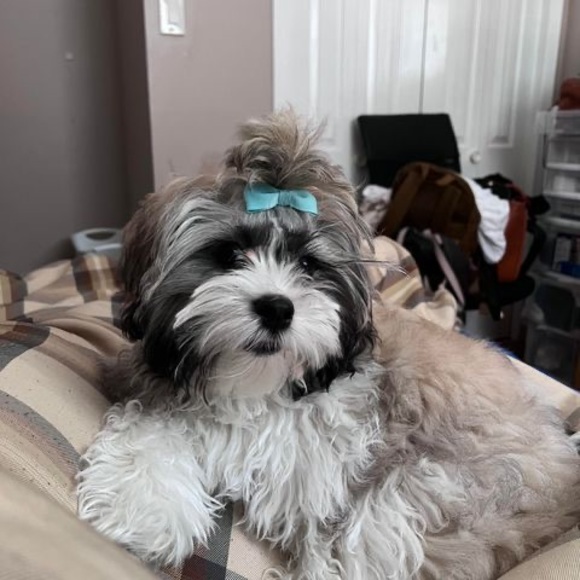 Meet your Posher, Acilegna - Picture 1 of 1